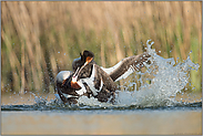 Territorialverhalten... Haubentaucher *Podiceps cristatus*