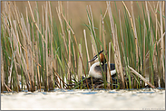 auf dem Nest... Haubentaucher *Podiceps cristatus*