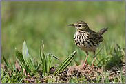 charakteristisch... Wiesenpieper *Anthus pratensis*