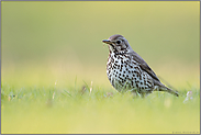 zurück aus dem Winterquatier... Singdrossel *Turdus philomelos* bei der Nahrungssuche am Boden