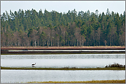 im Sommerlebensraum... Grauer Kranich *Grus grus* in der Weite des Store Mosse Nationalparks