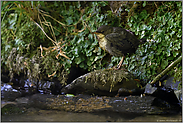 noch ziemlich unsicher... Wasseramsel *Cinclus cinclus*, frisch ausgeflogener Jungvogel