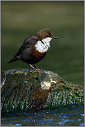 saubere Fließgewässer... Wasseramsel *Cinclus cinclus* im Frühjahr