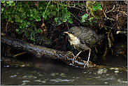 frisch ausgeflogen... Wasseramsel *Cinclus cinclus* wartet am Gewässerrand auf Altvogel