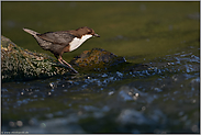 in ihren Jagdgründen... Wasseramsel *Cinclus cinclus* auf Beutefang