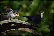 der Weg in die Selbstständigkeit... Wasseramsel *Cinclus cinclus*, Altvogel verweigert dem Jungvogel die Fütterung