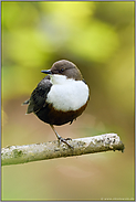 im Gehölz am Uferrand... Wasseramsel *Cinclus cinclus*