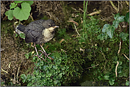 einsam und verlassen... Wasseramsel *Cinclus cinclus*, gerade eben flügger Jungvogel