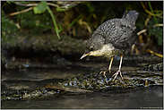 ufernah... Wasseramsel *Cinclus cinclus*, Jungvogel bei der Nahrungssuche