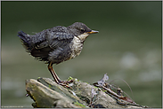 noch ganz jung... Wasseramsel *Cinclus cinclus*, flügges Küken