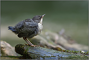 der Blick nach oben... Wasseramsel *Cinclus cinclus*, Küken