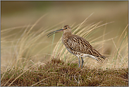 der Ruf des Brachvogels... Großer Brachvogel *Numenius arquata*