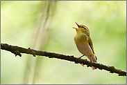 weithin hörbar... Waldlaubsänger *Phylloscopus sibilatrix*