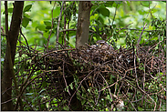 verborgen... Sperber *Accipiter nisus* am Nistplatz