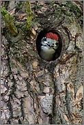 fordernd... Buntspecht *Dendrocopos major*, Jungvogel in Bruthöhle