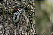 mit langem Hals... Buntspecht *Dendrocopos major*, Jungvogel schaut aus Spechthöhle