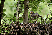 seltener Besuch... Sperbermännchen *Accipiter nisus* am Brutplatz