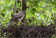 gut versorgt... Sperber *Accipiter nisus* bringt Beute ins Nest