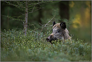 urtümlich und dennoch anpassungsfähig.. Wildschwein *Sus scrofa*