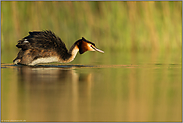 im späten Licht... Haubentaucher *Podiceps cristatus* im Frühling