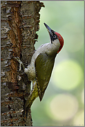 Grünspechtweibchen... Grünspecht *Picus viridis* auf Nahrungssuche am Baum