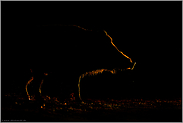 nur ein Lichtsaum am Straßenrand... Wildschwein *Sus scrofa*