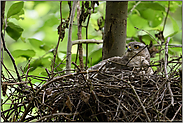 auf dem Nest... Sperber *Accipiter nisus* hudert den Nachwuchs