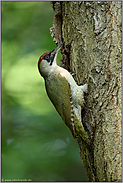 alles Grün... Grünspecht *Picus viridis* im Wald