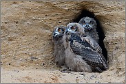 drei Halbwüchsige... Europäischer Uhu *Bubo bubo*, Nachwuchs