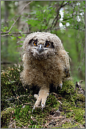 Jungvogel am Waldboden... Europäischer Uhu *Bufo bufo*