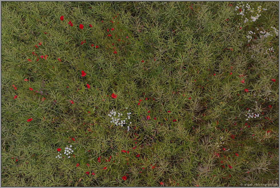 Ackerbeiflur im verblühten Raps... Rapsfeld *Juni*