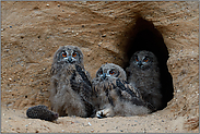 zu dritt... Europäischer Uhu *Bubo bubo*, Jungvögel