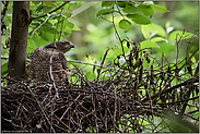 angespannter Blick... Sperberweibchen *Accipiter nisus*