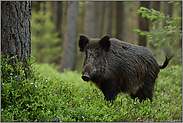 sattes frisches Grün... Wildschwein *Sus scrofa* oder auch Schwarzkittel