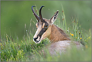 Wiederkäuer... Gämse *Rupicapra rupicapra* bei der Mittagsruhe