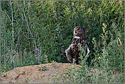 an einem Sommerabend... Europäischer Uhu *Bubo bubo*, Altvogel fächert Flügel auf