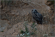 allein unterwegs... Europäischer Uhu *Bubo bubo*, Ästling in einer Sandgrube