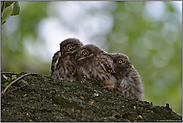 Wärmeschutz... Steinkauz *Athene noctua *, junge Steinkäuze kuscheln sich aneinander