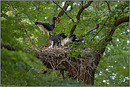 bei der Fütterung... Schwarzstorch *Ciconia nigra* am Nest