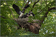 fast schon flügge...  Schwarzstorch *Ciconia nigra*, Jungstörche