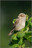 Schlaraffenland... Neuntöter *Lanius collurio*, Jungvogel mit potentieller Beute