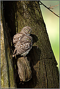 Zwillinge... Steinkäuze *Athene noctua*, Jungvögel