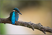 Rückenblick... Eisvogel *Alcedo atthis*, frisch ausgeflogener Jungvogel