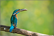 Drohgebärde... Eisvogel *Alcedo atthis* mit Fisch im Schnabel