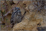 treuherziger Blick... Europäischer Uhu *Bubo bubo*