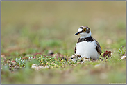 gemeinsam... Flussregenpfeifer *Charadrius dubius* mit Küken