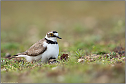 hudernd... Flussregenpfeifer *Charadrius dubius* wärmt Küken