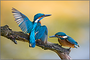 Reviervertreibung... Eisvogel *Alcedo atthis*, Alt- und Jungvogel (5/5)