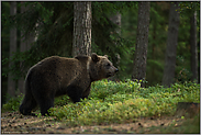 aufmerksam... Europäischer Braunbär *Ursus arctos* nimmt Gerüche auf