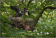 Waldstörche... Schwarzstorch *Ciconia nigra*, Schwarzstorchhorst in einer alten Buche